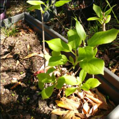 Actinidia arguta 'Issai'