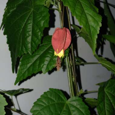 Abutilon megapotamicum syn. Abutilon vexillarium