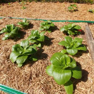 Brassica Rapa var Chinensis