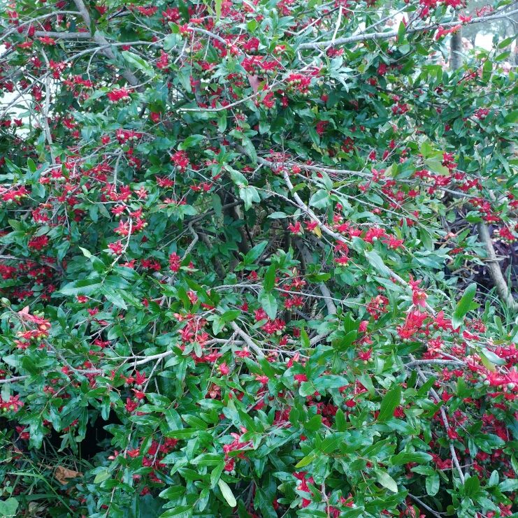 Plant image Ochna serrulata