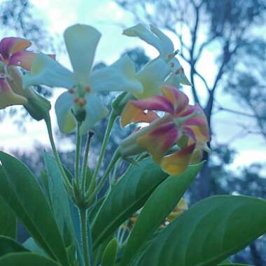 Hymenosporum flavum