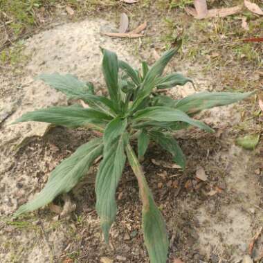 Echium candicans syn. Echium fastuosum