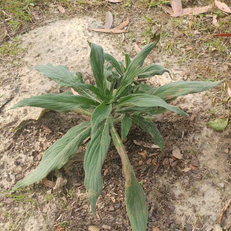 plant image 266971