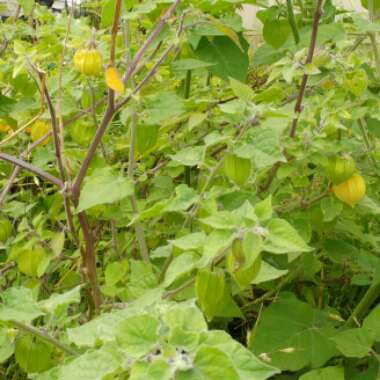 Physalis peruviana