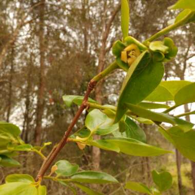 Diospyros kaki syn. Diospyros chinensis