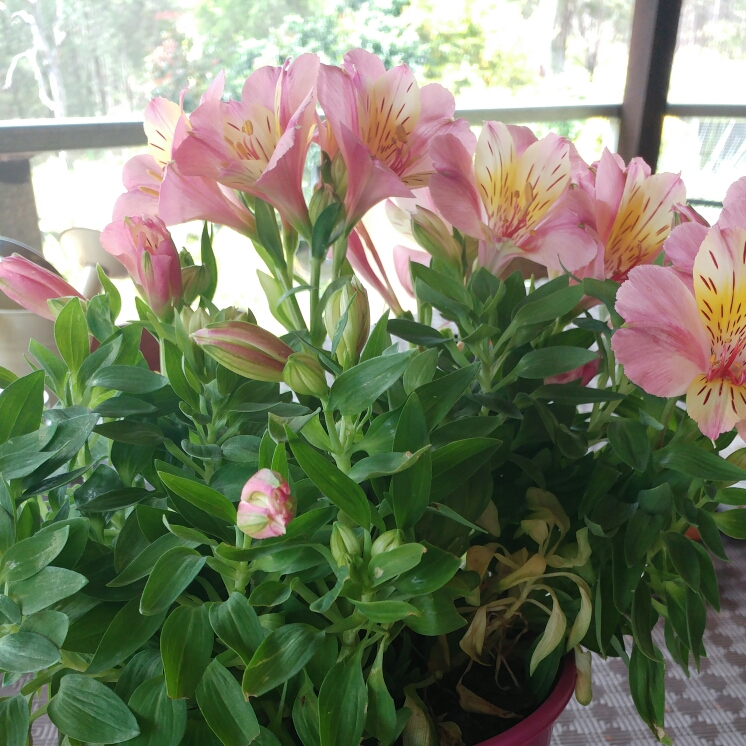 Plant image Alstroemeria 'Tara' (Little Miss Series)