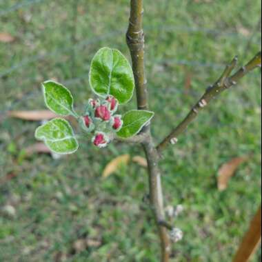 Malus domestica 'Granny Smith'