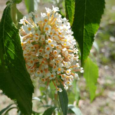 Buddleja davidii 'Tobudivory' (Buzz Series) syn. Buddleja davidii 'Buzz Ivory'