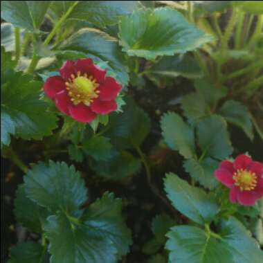 Fragaria x ananassa 'Frau Mieze Schindler'