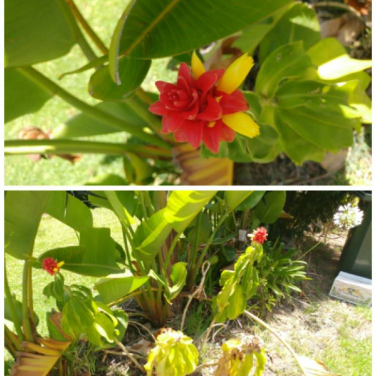 Plant image Costus barbatus