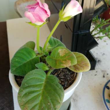 Gloxinia