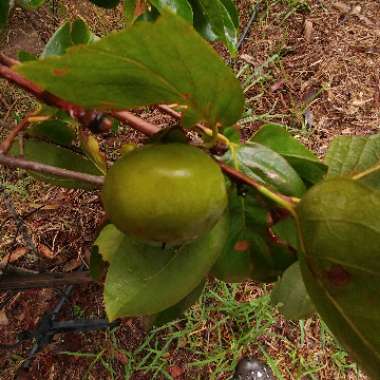 Diospyros kaki syn. Diospyros chinensis