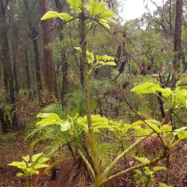 Brachychiton acerifolius