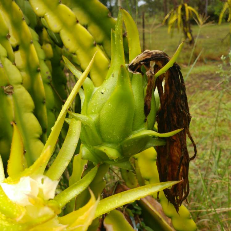 plant image 320092