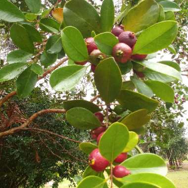 Psidium cattleyanum ; syn.Psidium cattleianum