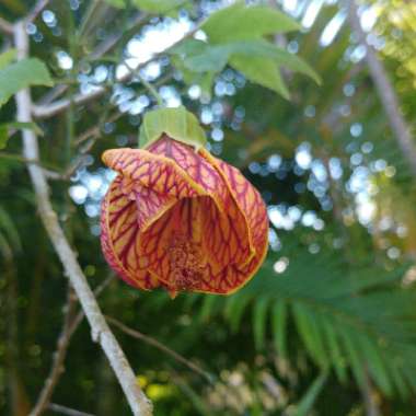 Abutilon pictum