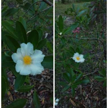 Gordonia axillaris

