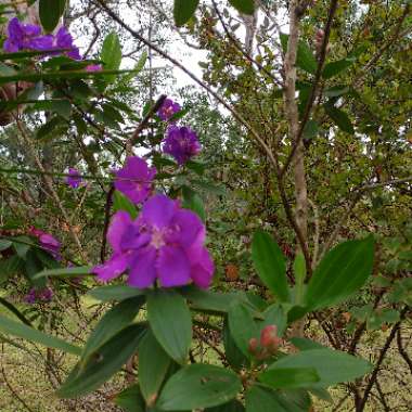 Tibouchina semidecandra