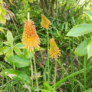 Kniphofia