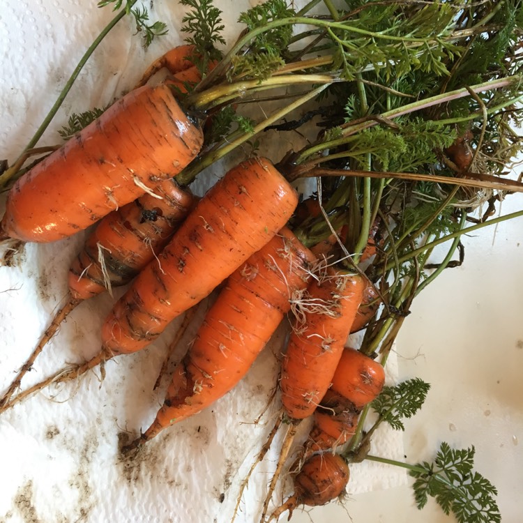 Plant image Daucus carota subsp. sativus 'Atlas'