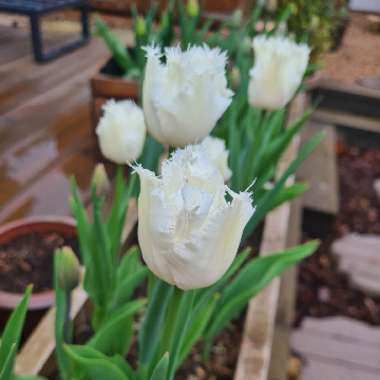 Tulip 'Honeymoon' (Fringed)