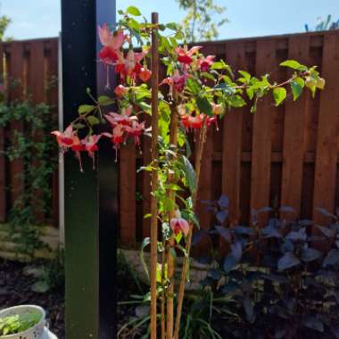 Fuchsia 'Eva Boerg'