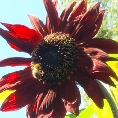 Sunflower 'Red Sun'