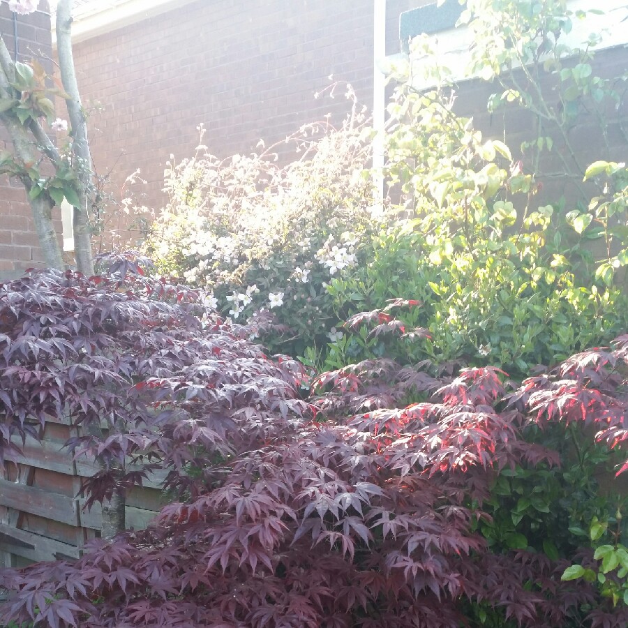 Japanese Maple