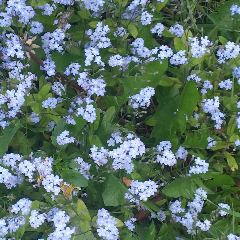 Water Forget-Me-Not