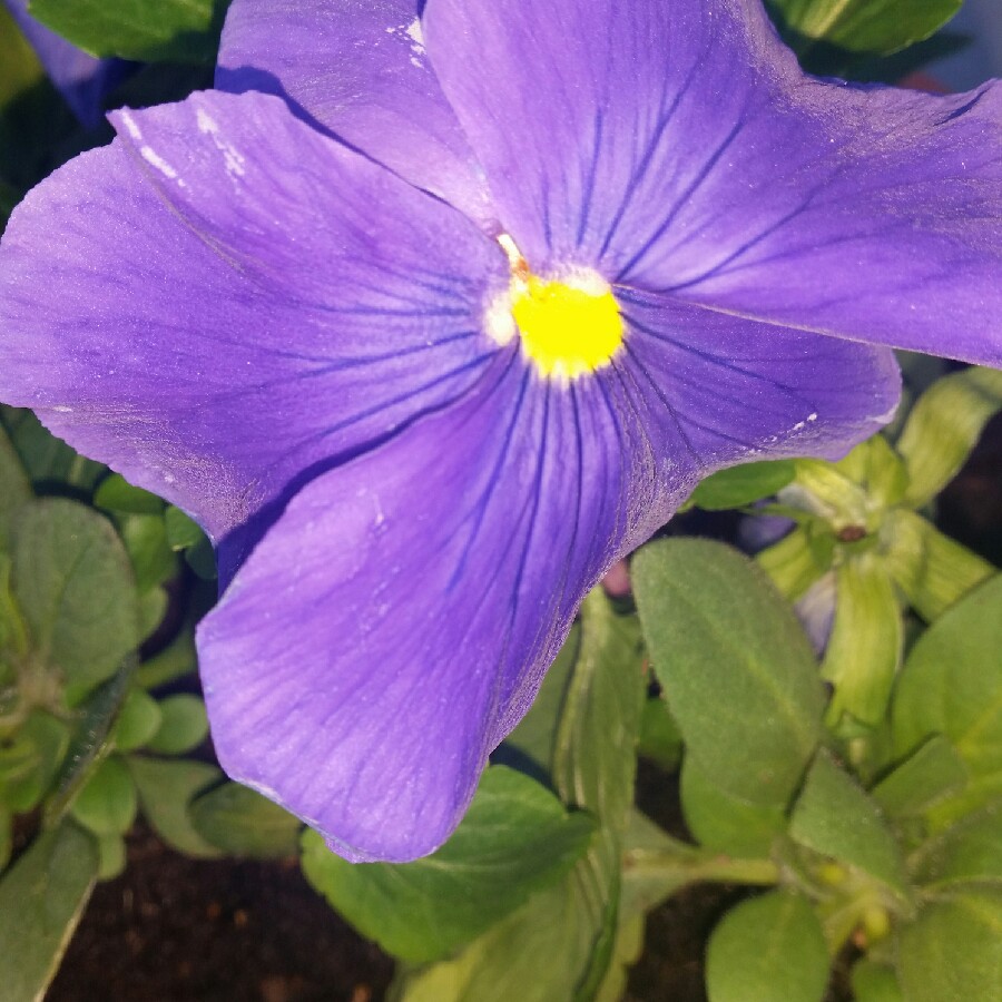 Pansy