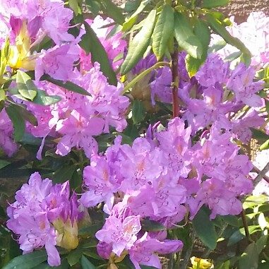 Rhododendron