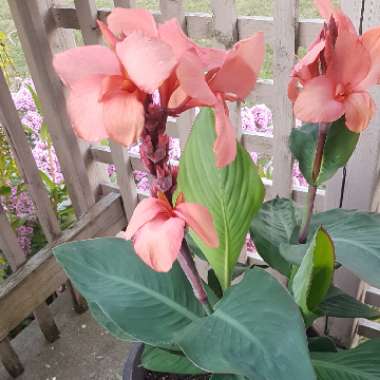 Canna 'Cannova Rose'