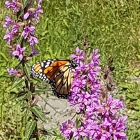 Butterfly Bush