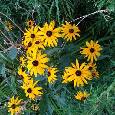 Coneflower (Rudbeckia)