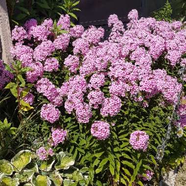 Alpine Phlox 'Zwergenteppich'