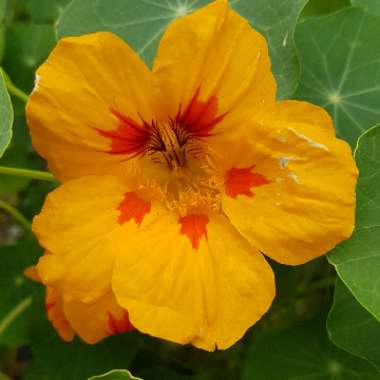 Nasturtium