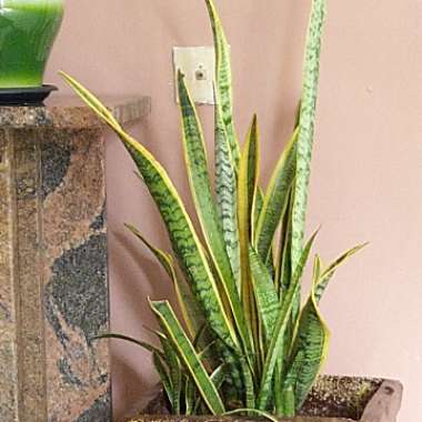 Snake Plant