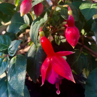 Fuchsia 'Magellanica'