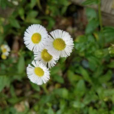 Erigeron