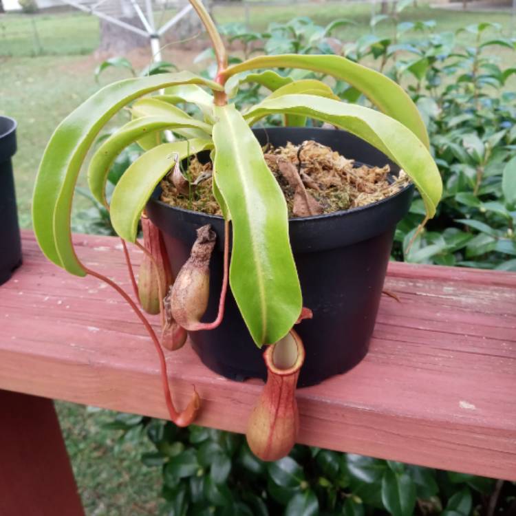 Plant image Nepenthes x tiveyi