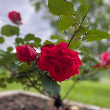 Rose 'Alec's Red' (Hybrid Tea)