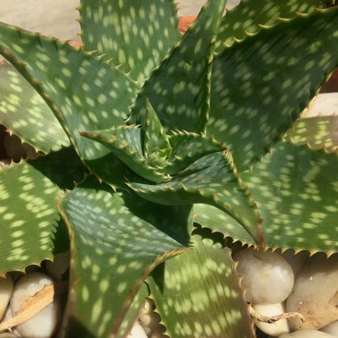 Aloe 'Minnie Belle'