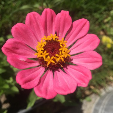 Zinnia elegans