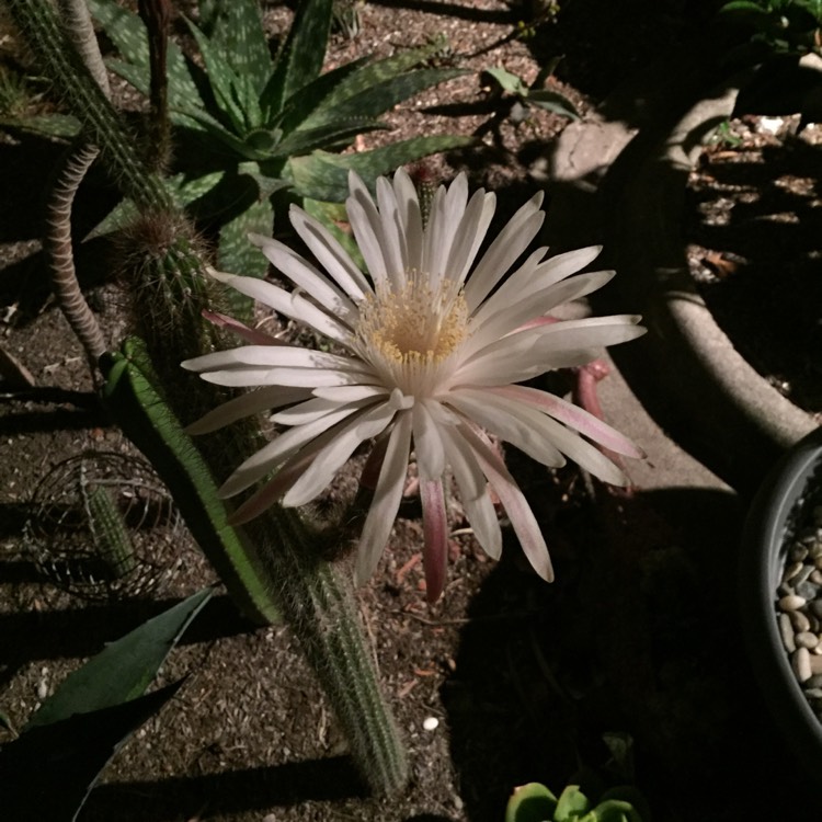 Plant image Cereus