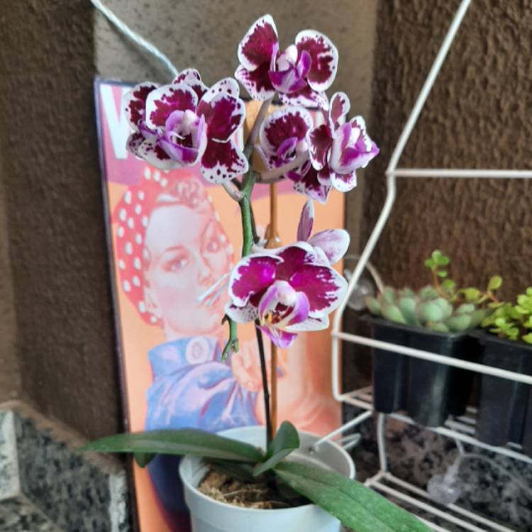 Plant image Phalaenopsis 'Aphrodite'