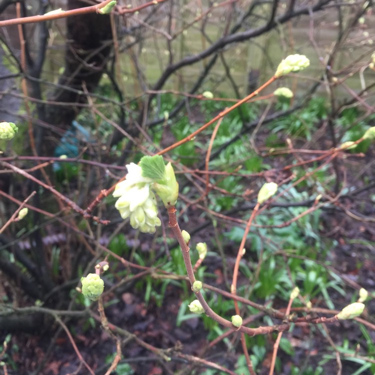 Plant image Ribes sanguineum 'Elkington's White'