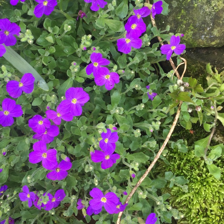 Plant image Aubrieta gracilis 'Kitte Blue'