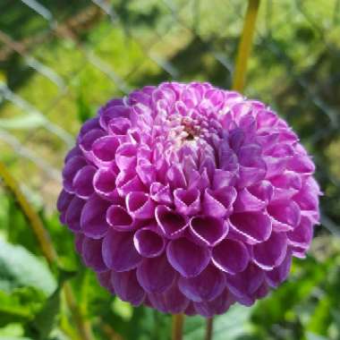 Dahlia 'Franz Kafka'