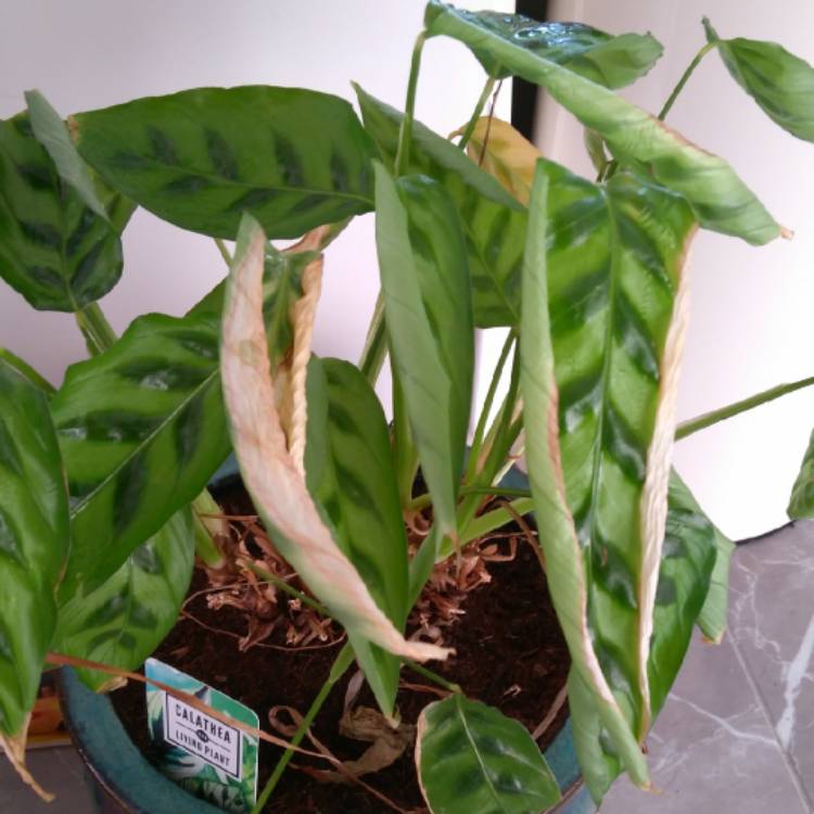 Plant image Calathea roseopicta