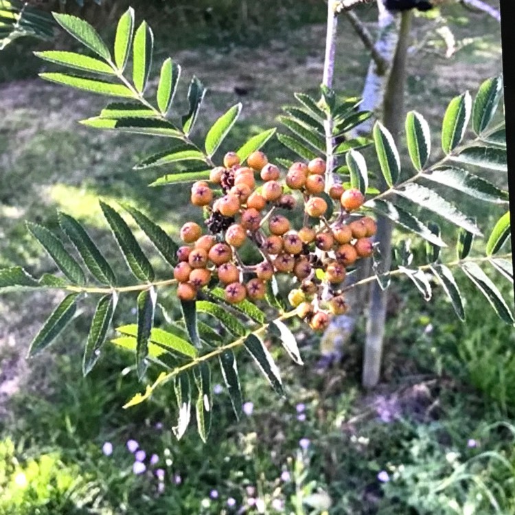 Plant image Sorbus 'Joseph Rock'